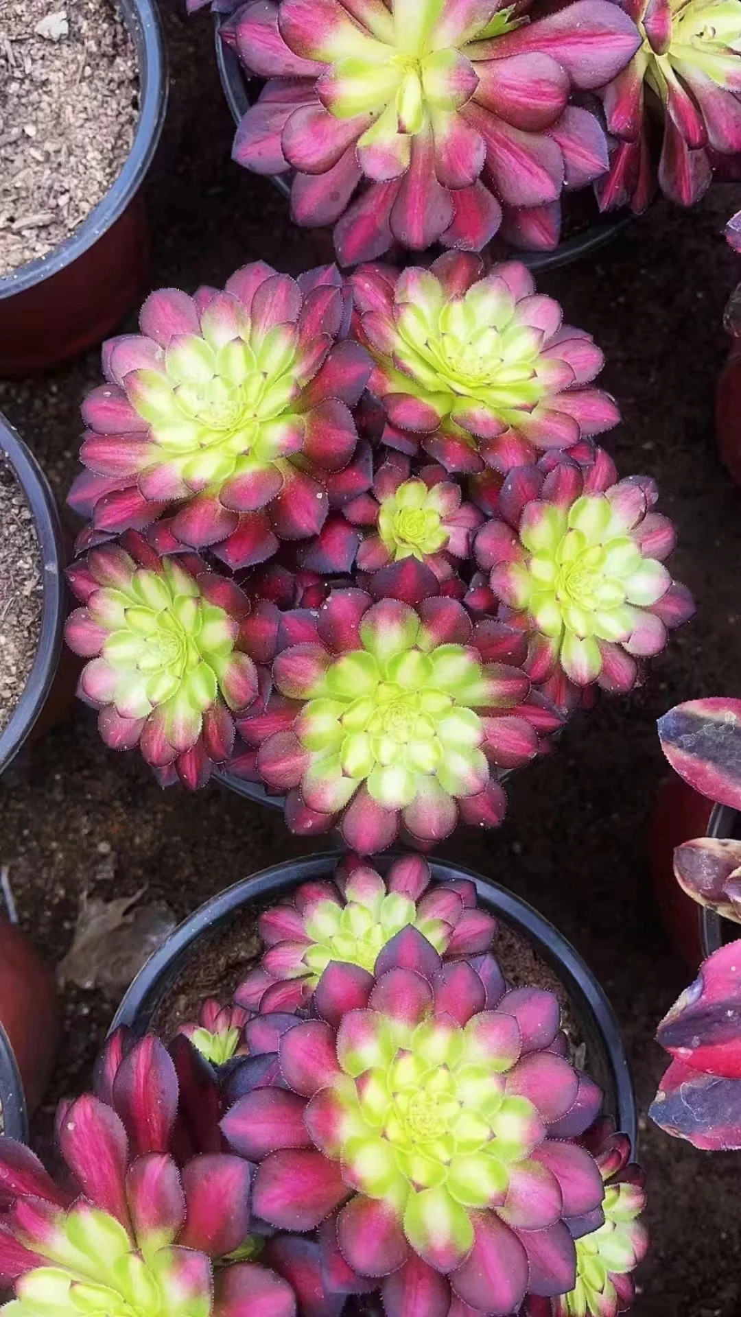 288.  Bronze face cluster 15-18cm 15 heads/ Aeonium cluster / Aeonium plants / Garden landscape / Carefully select healthy plants