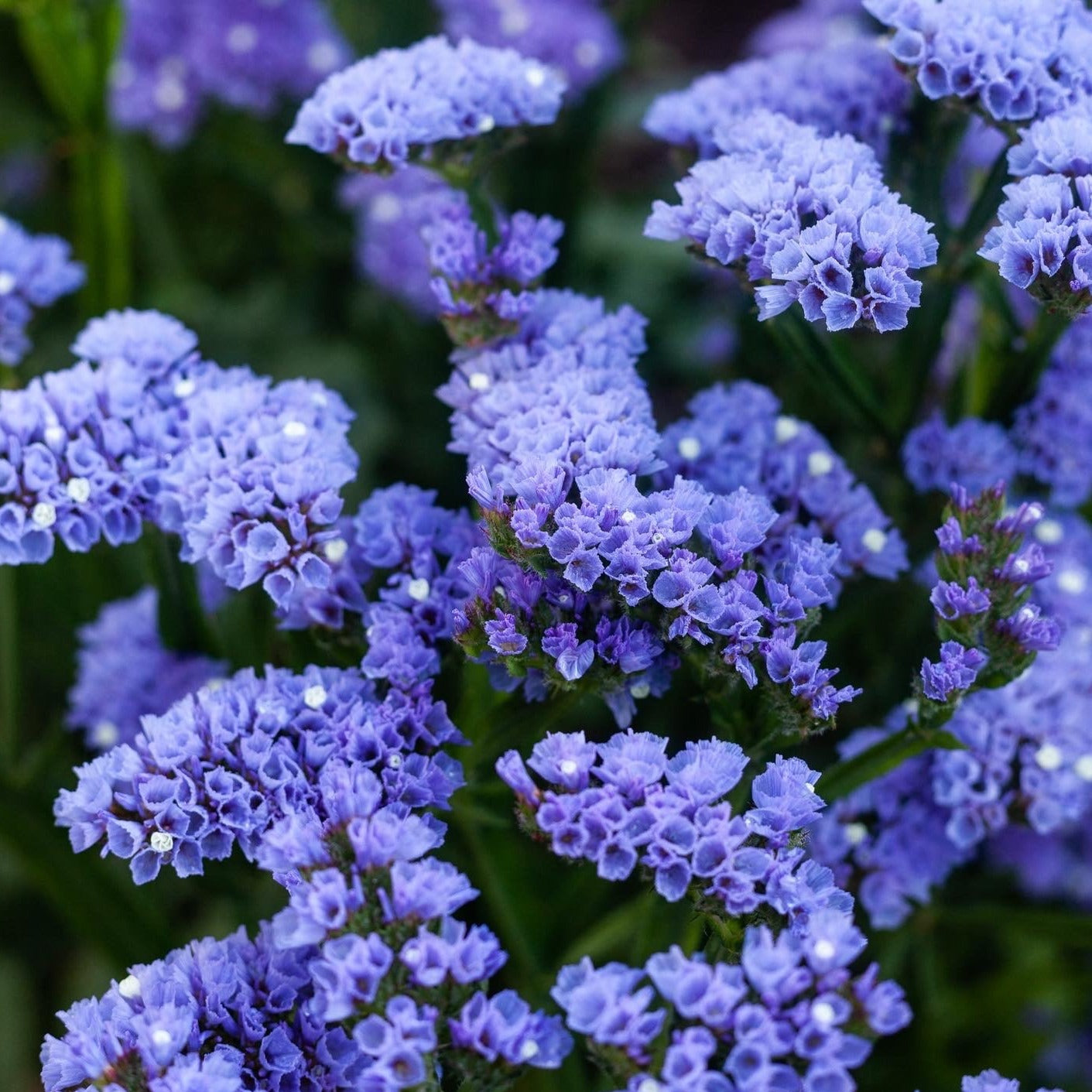 Statice Heavenly Pastel Blue Flower | X 50 Seeds