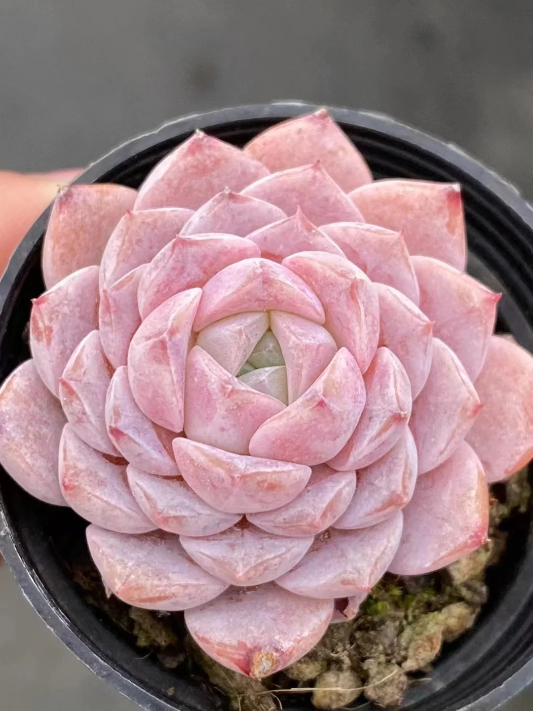 plant Aeonium Echeveria Haworthia  Caudex  Lithops Cactus  Agave 
