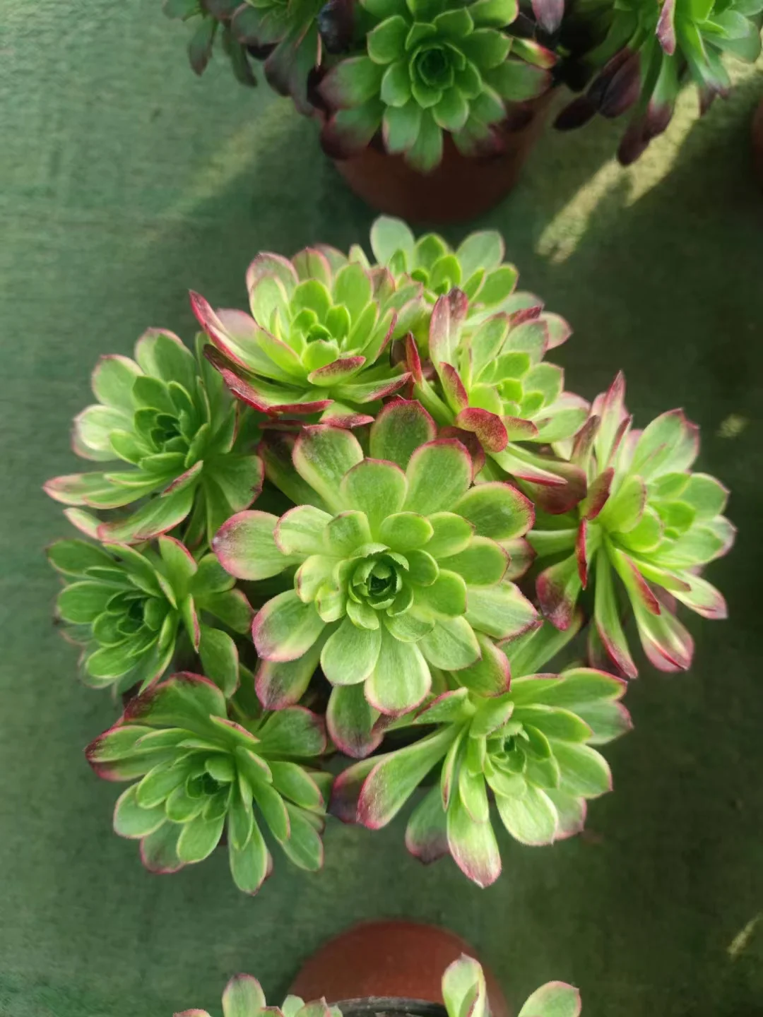 plant Aeonium Echeveria Haworthia  Caudex  Lithops Cactus  Agave 