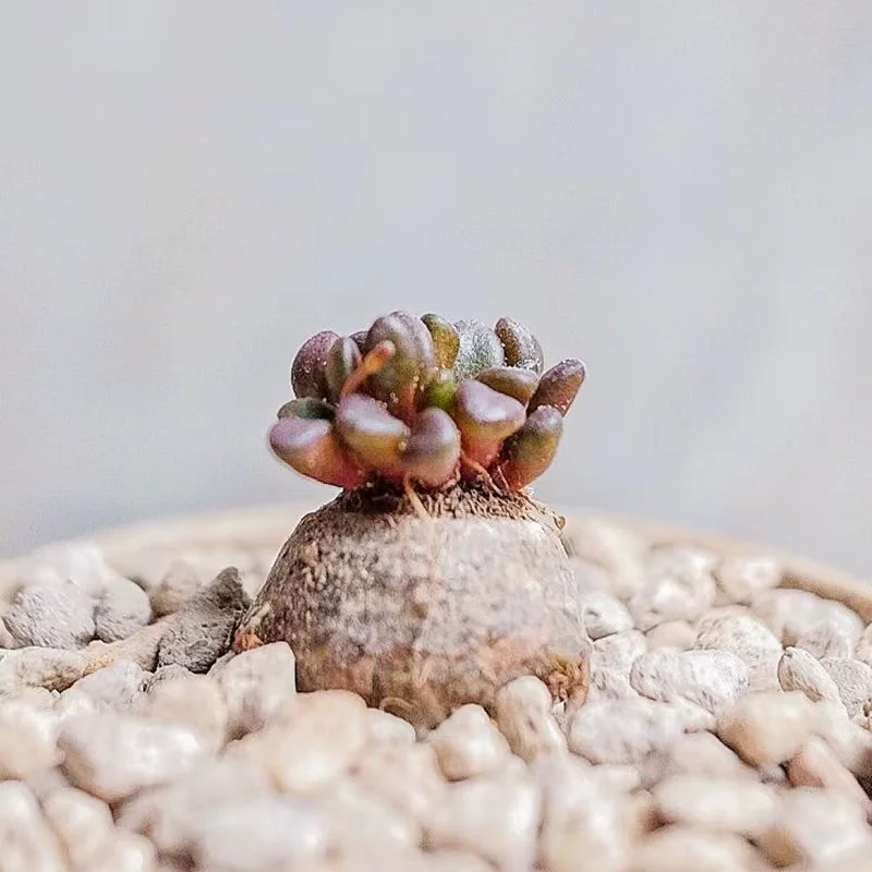 plant Aeonium Echeveria Haworthia  Caudex  Lithops Cactus  Agave 