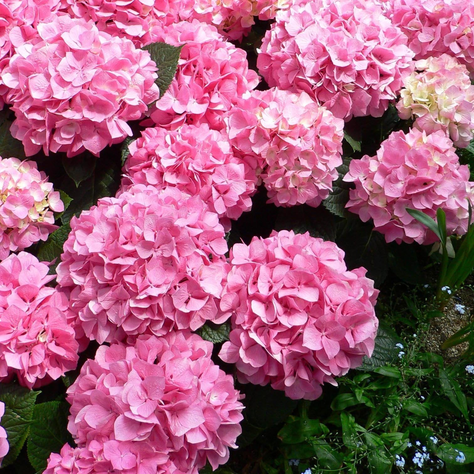Hydrangea Seed: Beautiful, reunion and gratitude