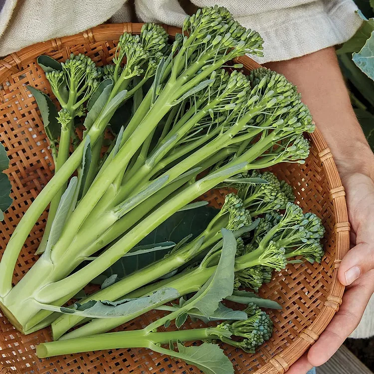 🔥Last Day Promotion 48% OFF-🥦-Broccoli Seeds (Organic)-98% Germination