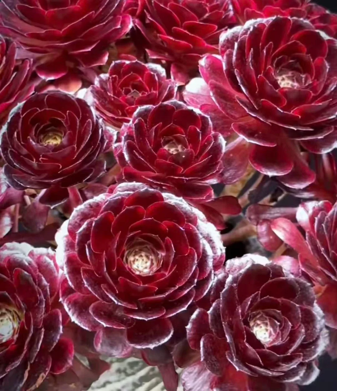 plant Aeonium Echeveria Haworthia  Caudex  Lithops Cactus  Agave 