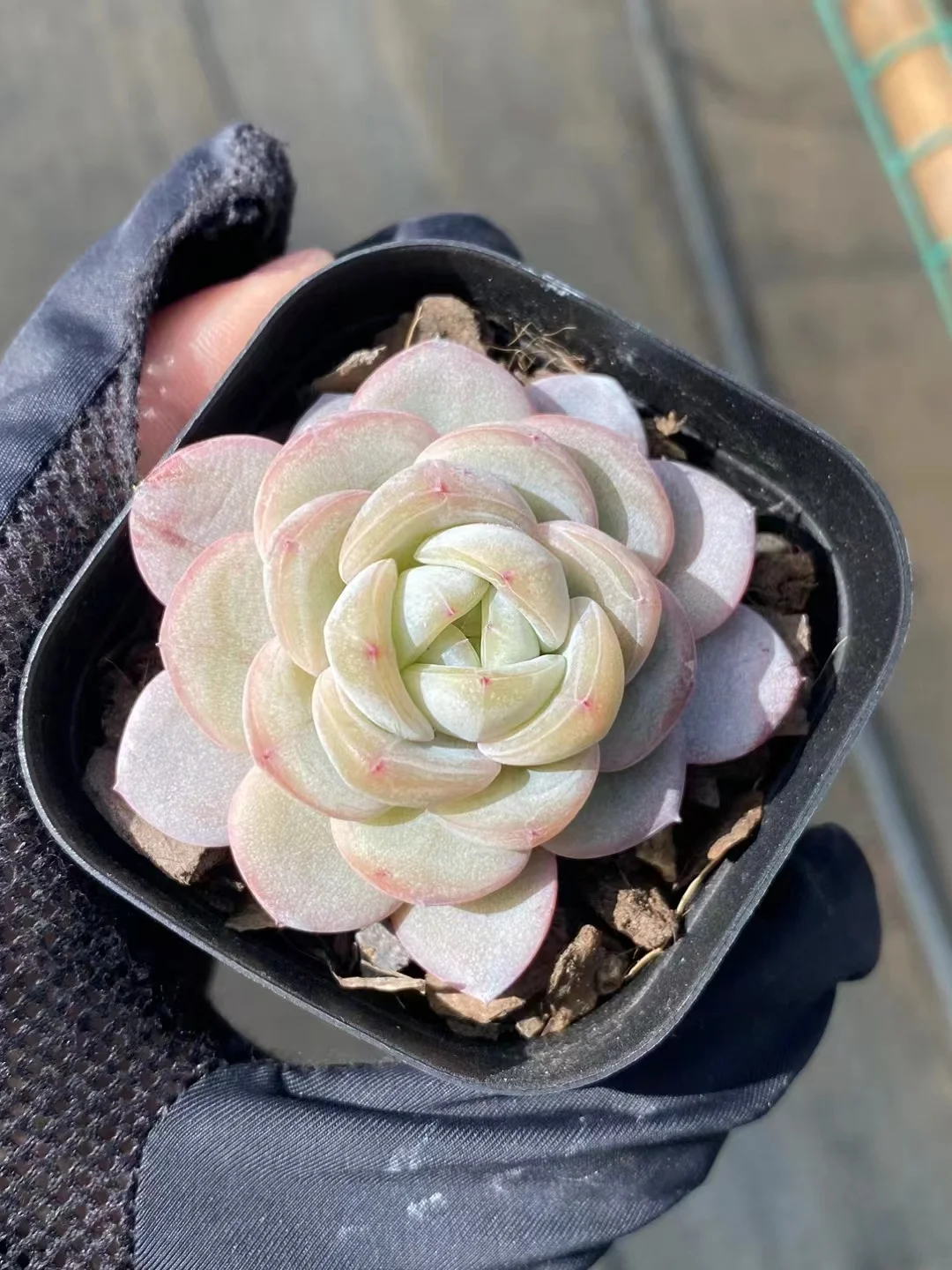 plant Aeonium Echeveria Haworthia  Caudex  Lithops Cactus  Agave 