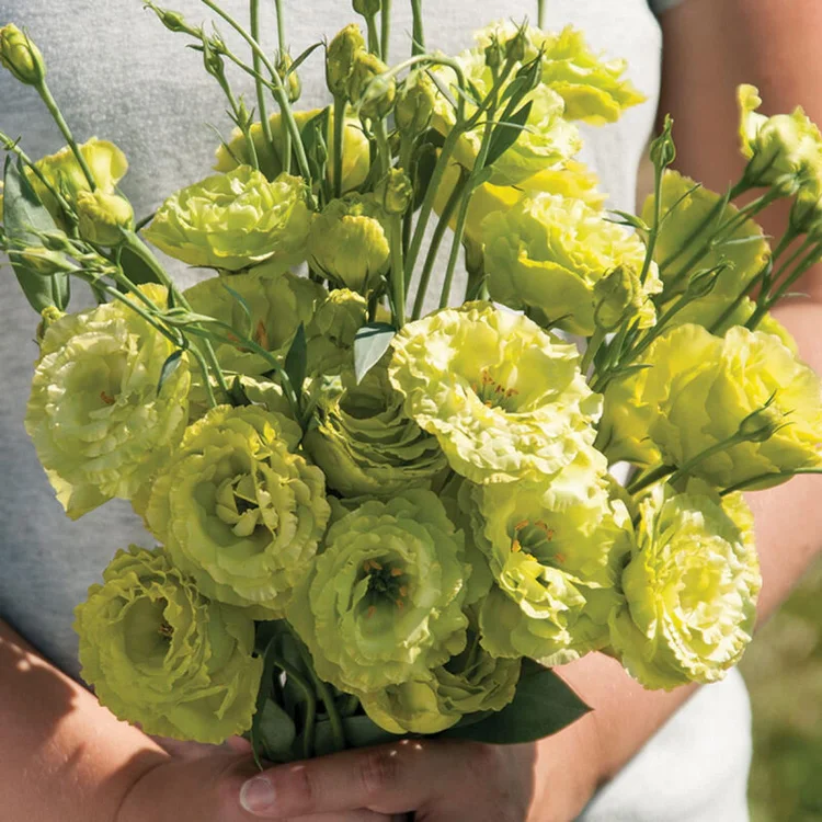 💐Heirloom Lisianthus Seeds - Green