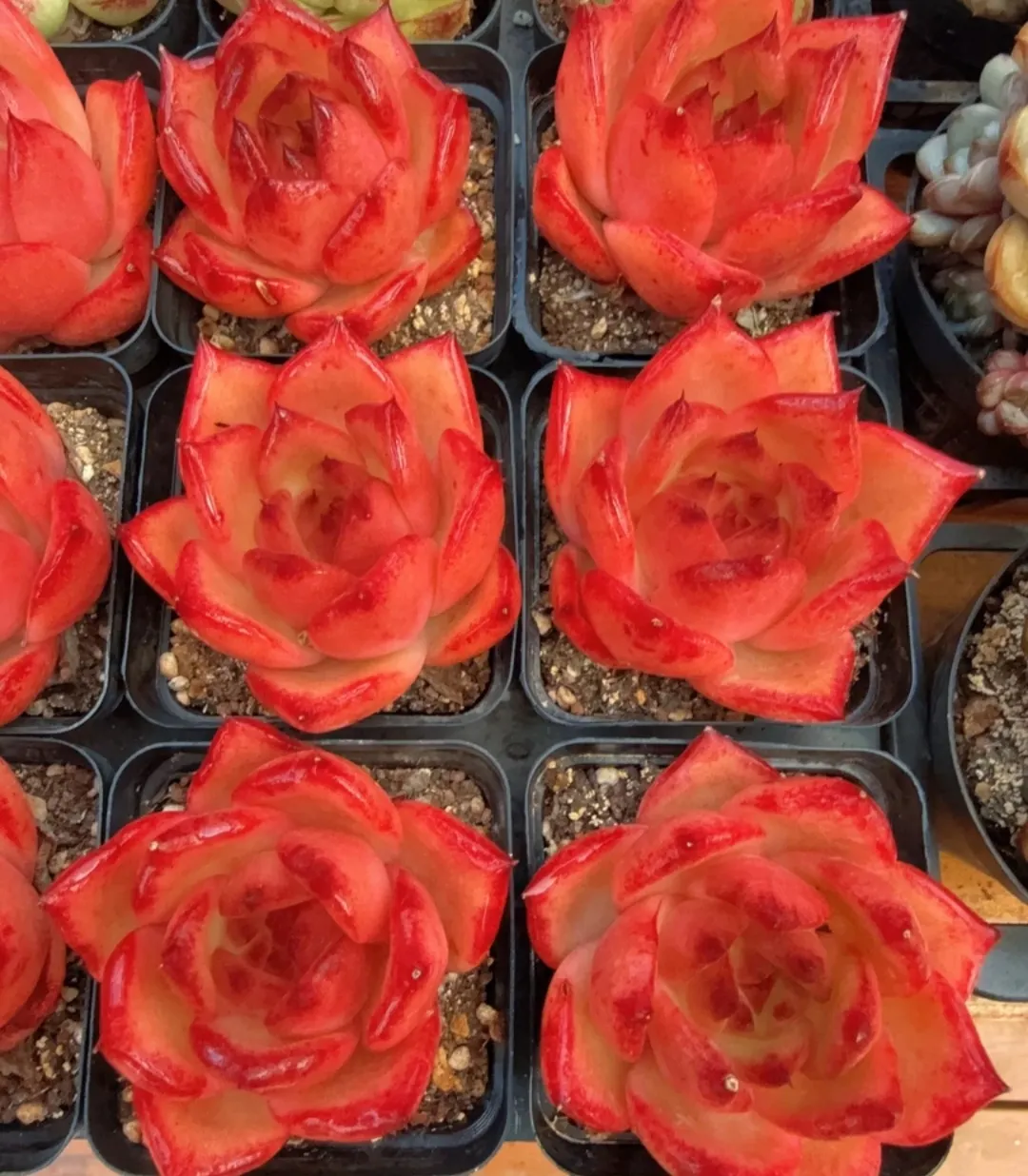 plant Aeonium Echeveria Haworthia  Caudex  Lithops Cactus  Agave 