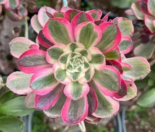 1040. Peacock feather single head and cutting /Aeonium single head and cutting/Aeonium plants/Succulent plants / Garden landscape / Carefully select healthy plants