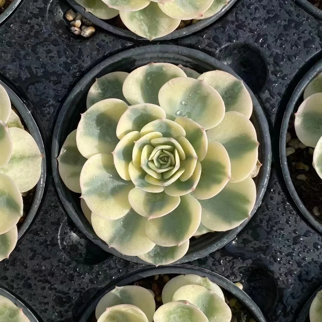 CRASSULACEAE-ECHEVERIA-GLAUCA VARIEGATED | 景天科-拟石莲花属-玉蝶锦