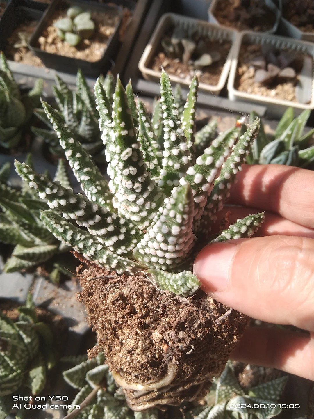 plant Aeonium Echeveria Haworthia  Caudex  Lithops Cactus  Agave 