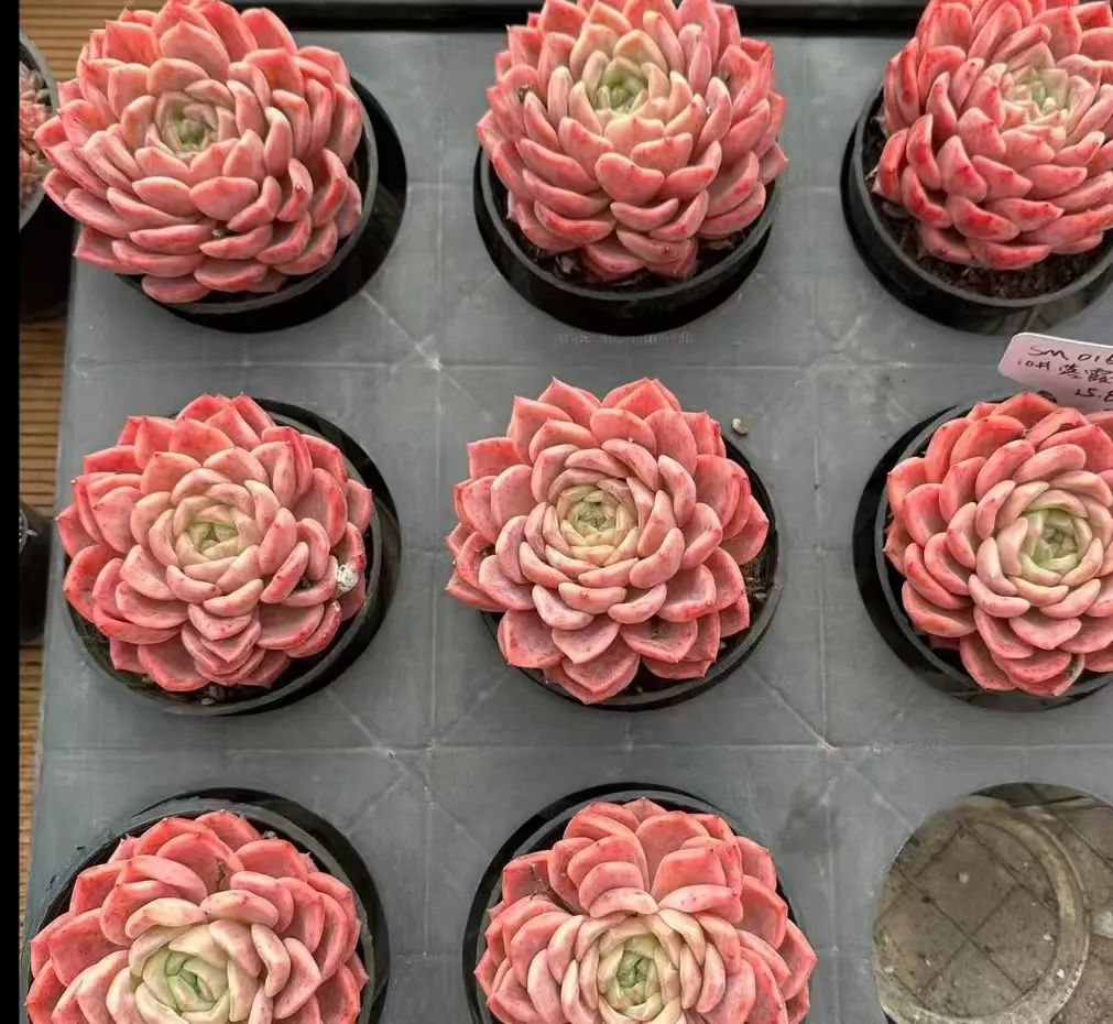 plant Aeonium Echeveria Haworthia  Caudex  Lithops Cactus  Agave 