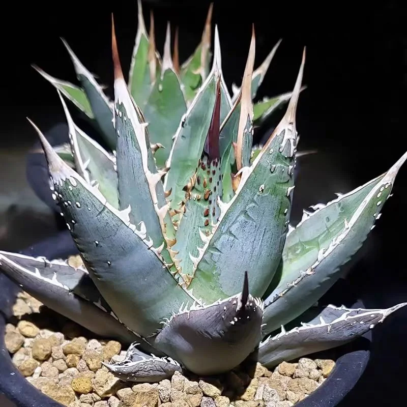 zwyw41.Agave blue muscle Ghiesbreghtii 8-10cm/Agave plants / Succulent plants / Garden landscape / Carefully select healthy plants