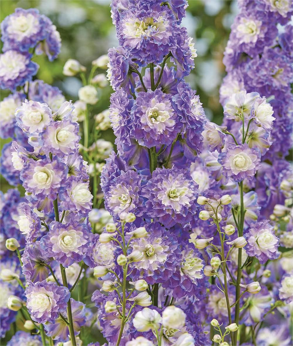 Delphinium Seeds-Mixed 7 Colors