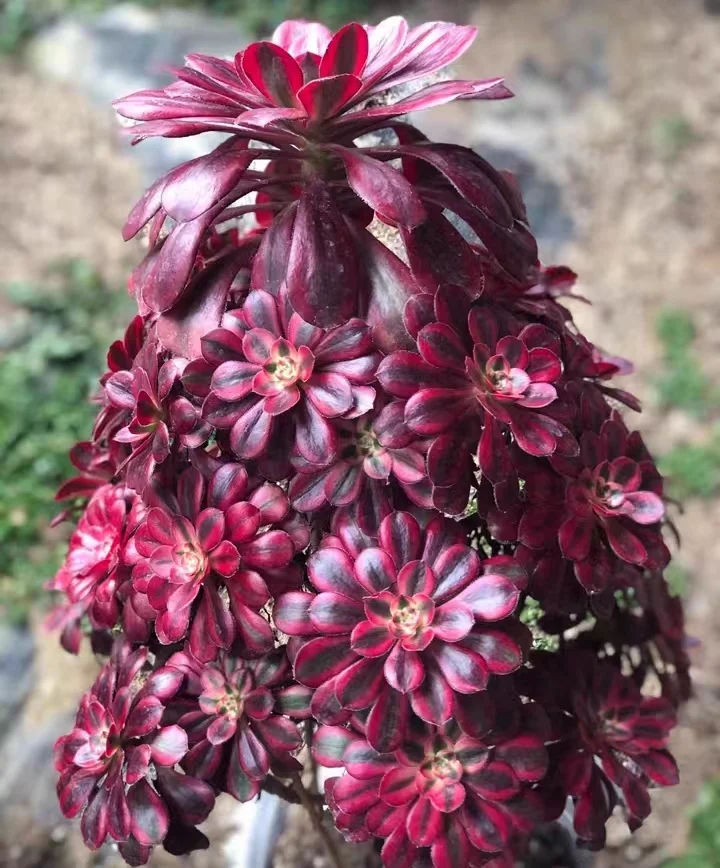 plant Aeonium Echeveria Haworthia  Caudex  Lithops Cactus  Agave 