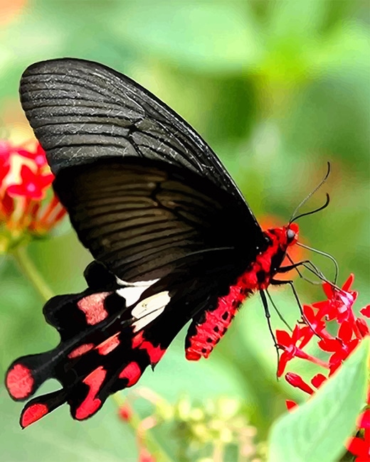 

Black Magnificent Butterfly – Paint By Numbers - 40*50CM, 501 Original