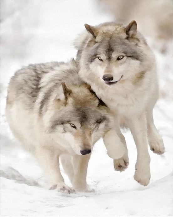 

Winter Wolves – Paint By Numbers - 40*50CM, 501 Original