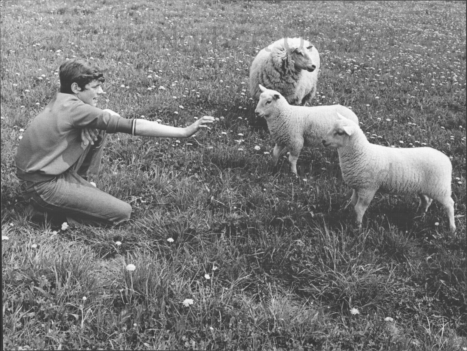 Heintje With Sheep - Original Vintage Press Photo Poster painting Without Autograph (UN-77