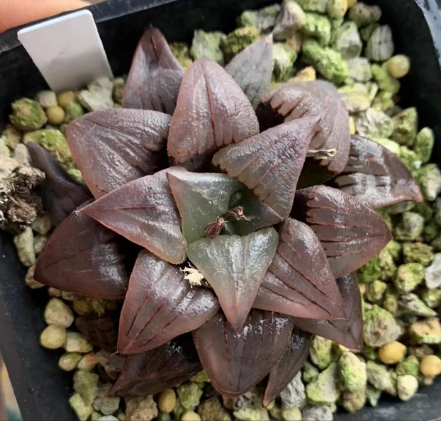 plant Aeonium Echeveria Haworthia  Caudex  Lithops Cactus  Agave 