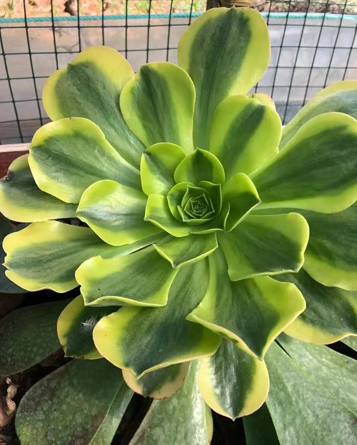   142. Aeonium canariense yellow brocade single head and cutting/ Aeonium plants / Garden landscape / Carefully select healthy plants