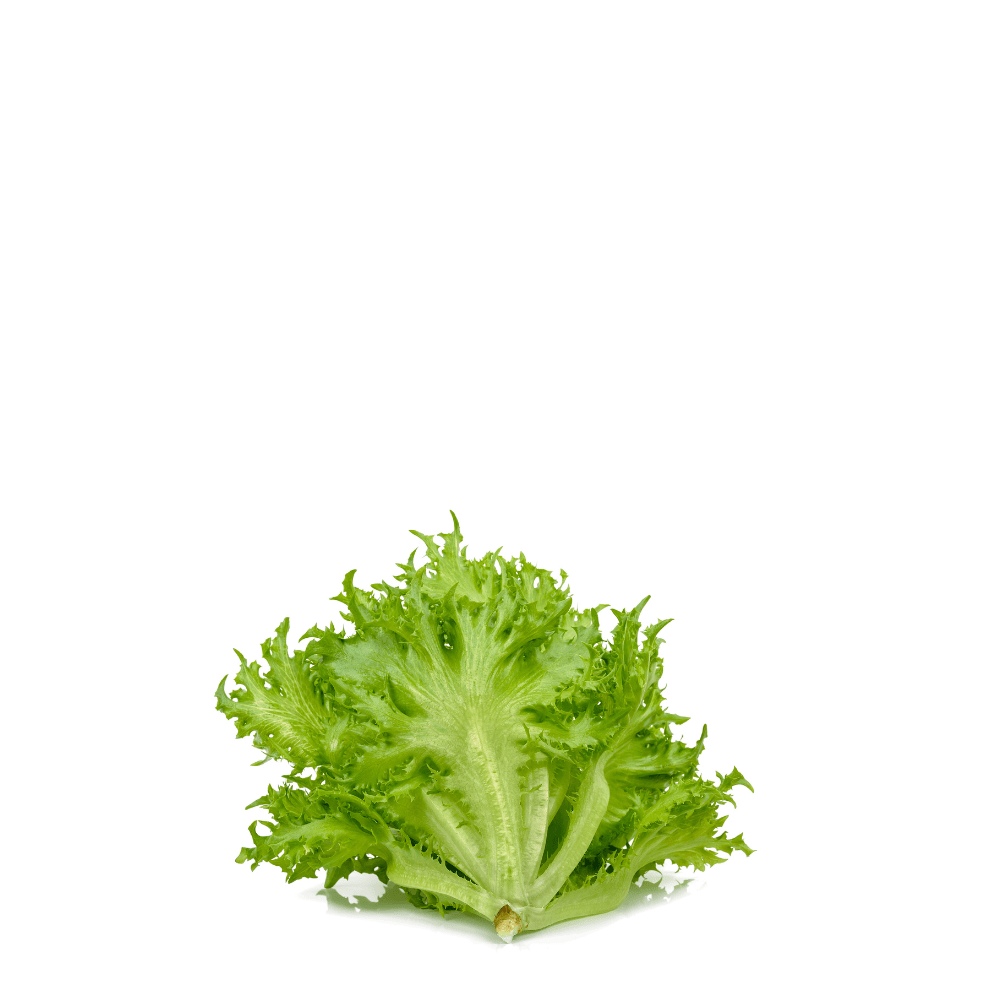 Chicory Endive Escarole Seeds &ndash; Corneta de Burdeos Variety