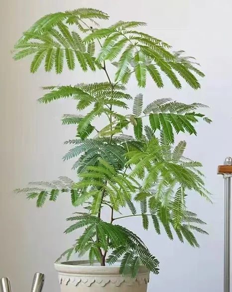 plant Aeonium Echeveria Haworthia  Caudex  Lithops Cactus  Agave 