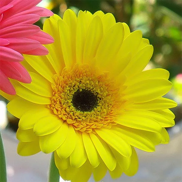 Yellow gerbera flower seeds, sun flower
