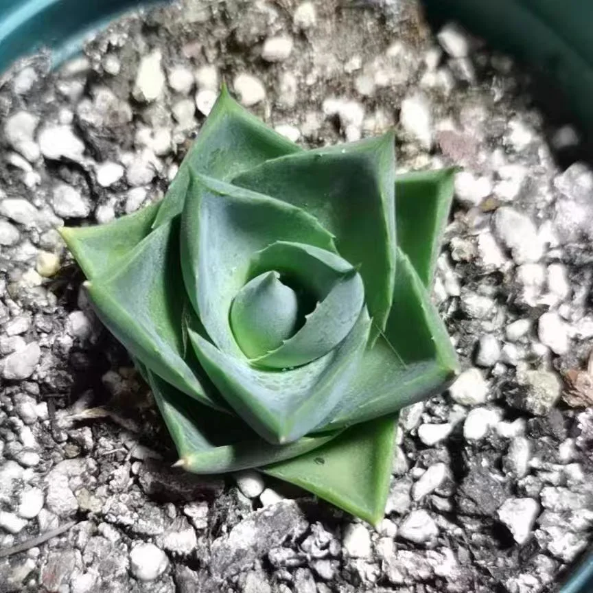 fk14.agave pixie 4cm/Agave plants / Succulent plants / Garden landscape / Carefully select healthy plants