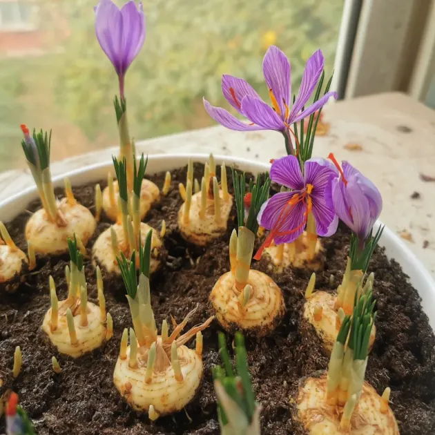Saffron Crocus Bulbs -Crocus Sativus