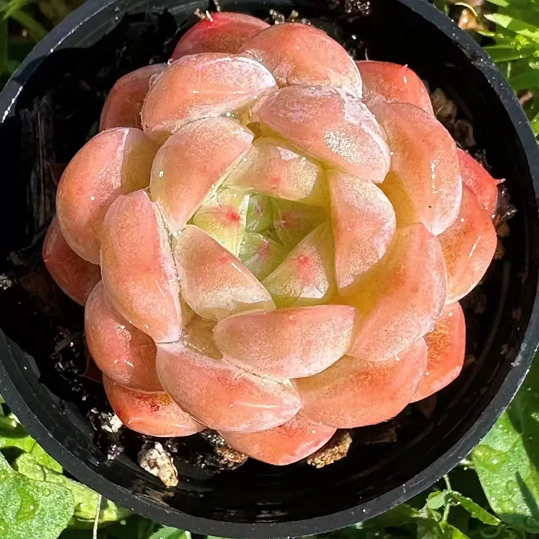 447.Echeveria Candy snow mountain. single head  3-4cm/ Echeveria / Succulent plants / Garden landscape / Carefully select healthy plants