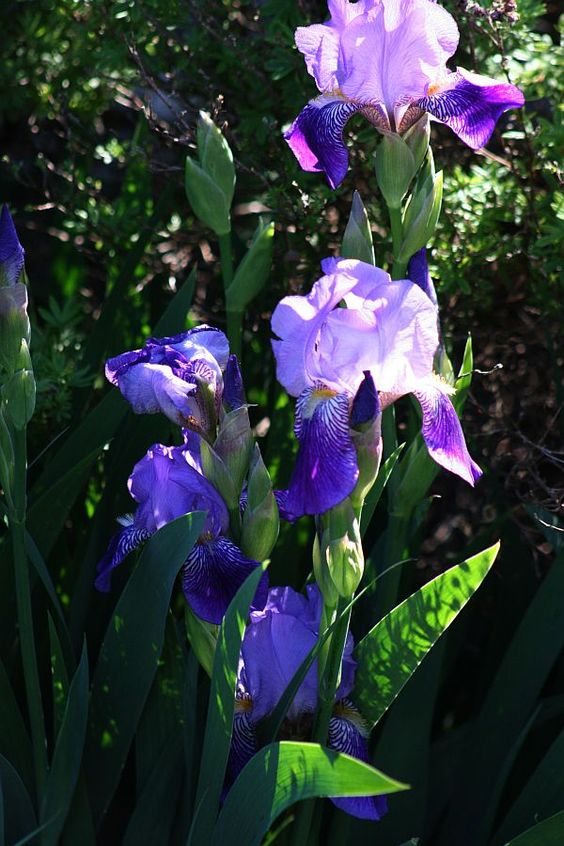 Purple Iris Seeds