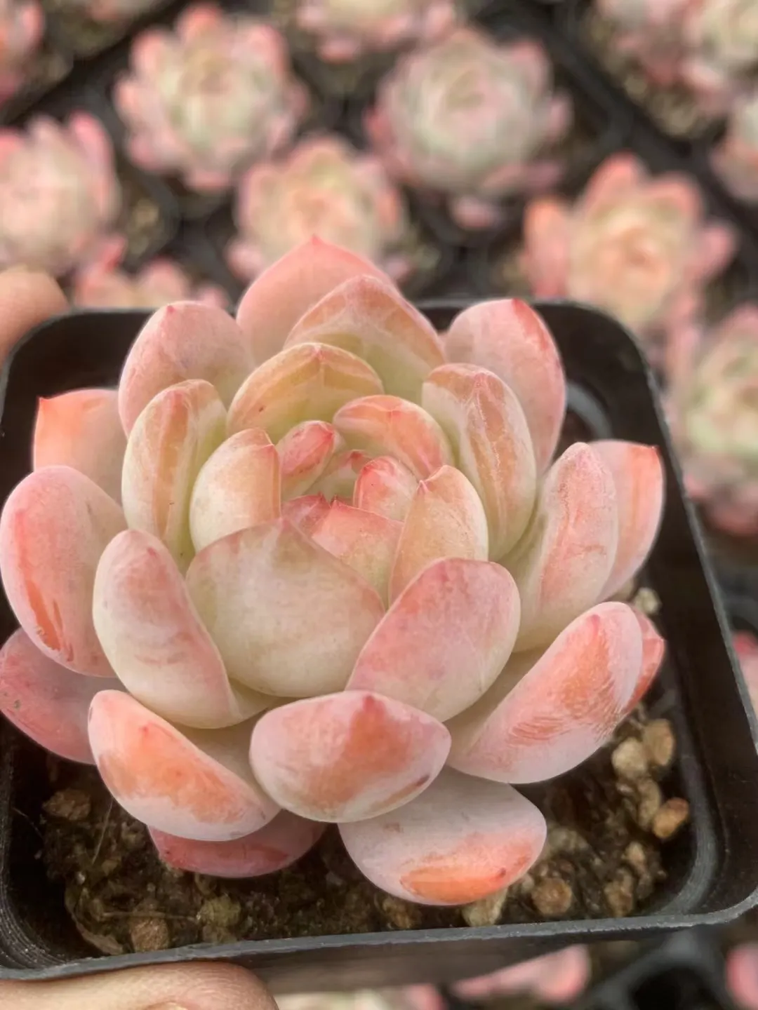 plant Aeonium Echeveria Haworthia  Caudex  Lithops Cactus  Agave 