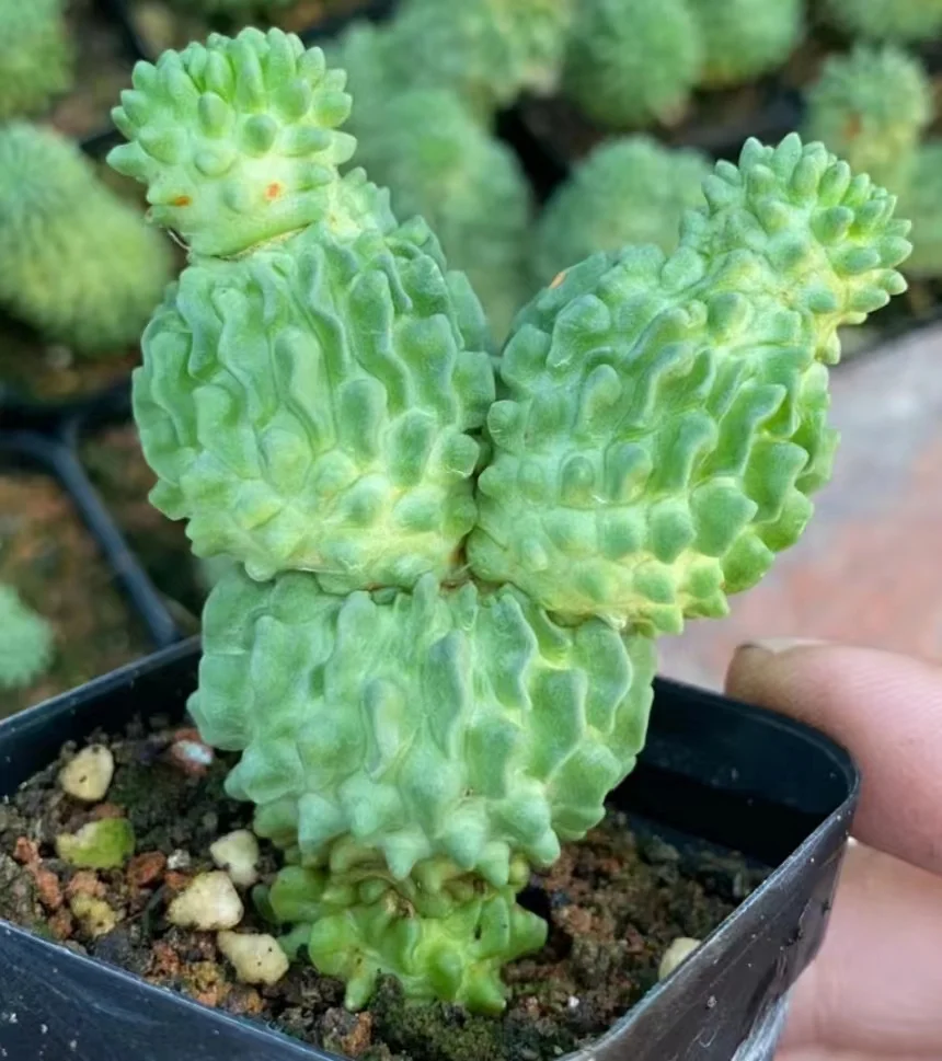 plant Aeonium Echeveria Haworthia  Caudex  Lithops Cactus  Agave 