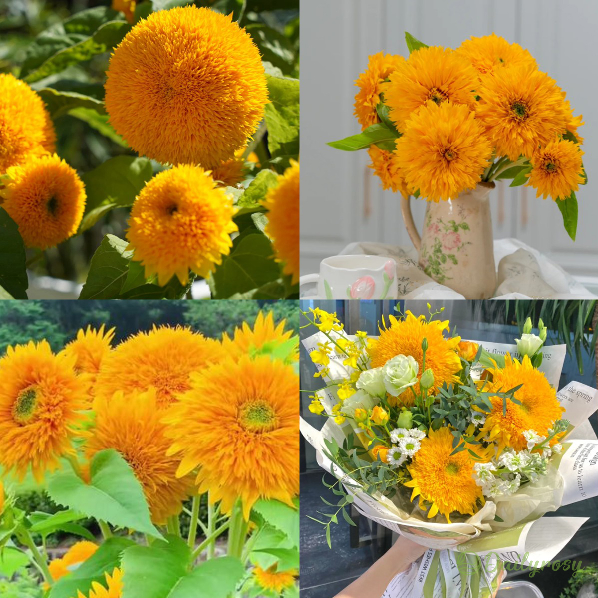 Teddy Bear Sunflower Seeds🌻🧸