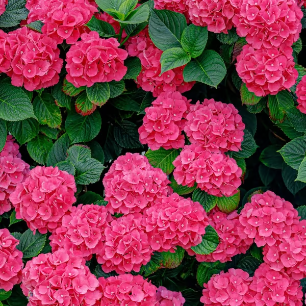 🔥 Limited Edition! Red, White & Blue Hydrangeas for America’s 250th 🇺🇸