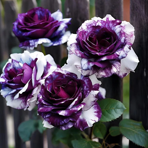 Rare Purple and White Twin Roses