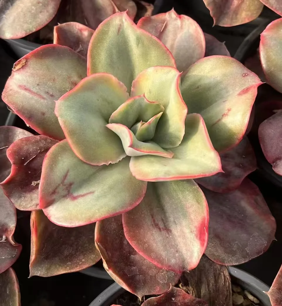 plant Aeonium Echeveria Haworthia  Caudex  Lithops Cactus  Agave 