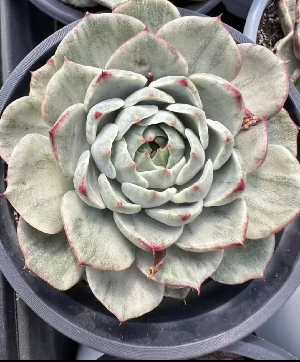 plant Aeonium Echeveria Haworthia  Caudex  Lithops Cactus  Agave 