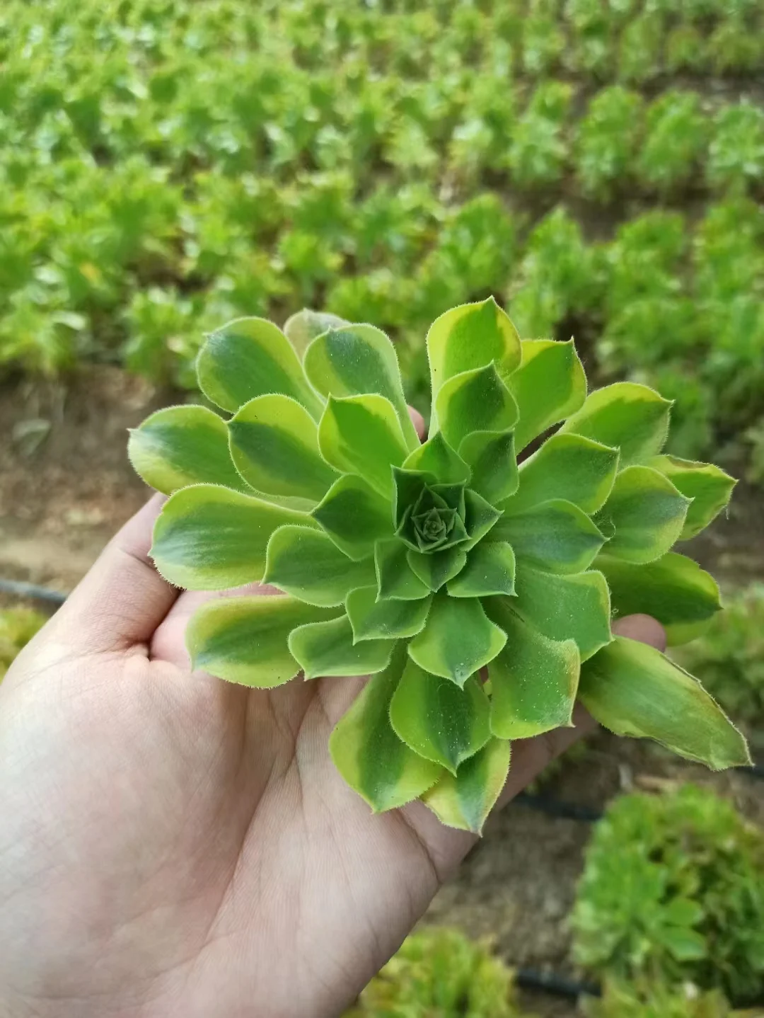 plant Aeonium Echeveria Haworthia  Caudex  Lithops Cactus  Agave 