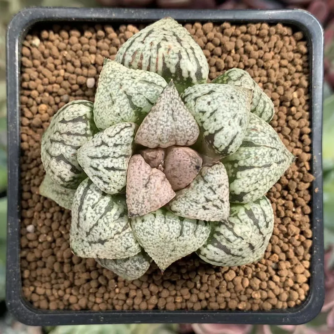 cy22.Haworthia Picta platinum 5cm/ Haworthia/ Succulent plants / Garden landscape / Carefully select healthy plants