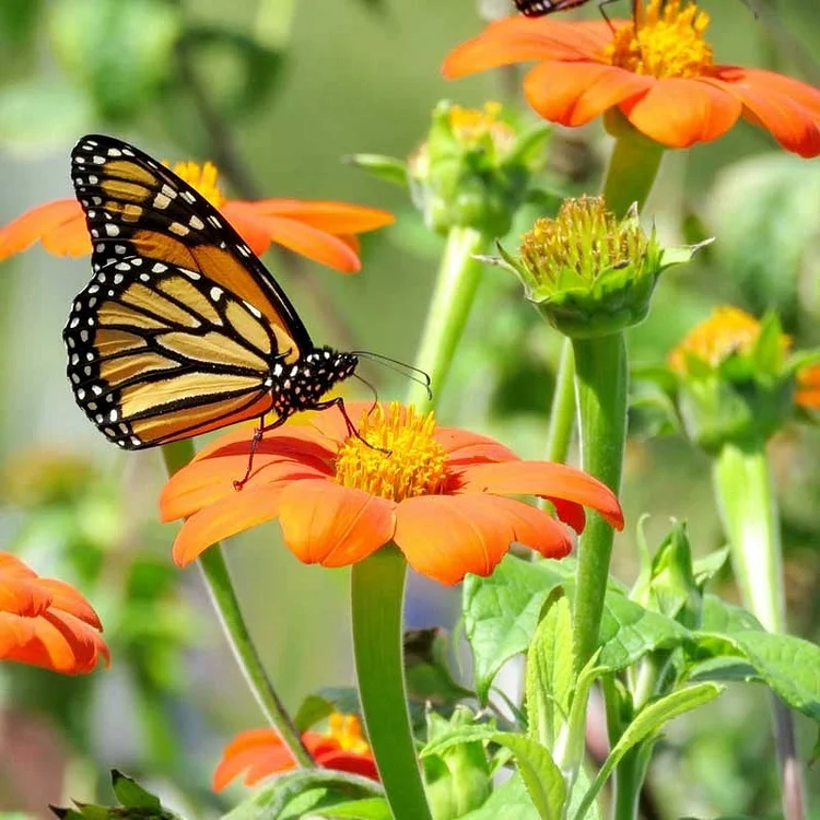 Monarch Butterfly Wildflower Seed Mix