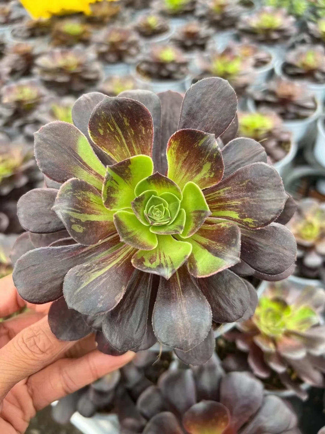 277.  Aurora cutting 8-10cm/Aeonium cutting/ Succulent plants / Garden landscape / Carefully select healthy plants