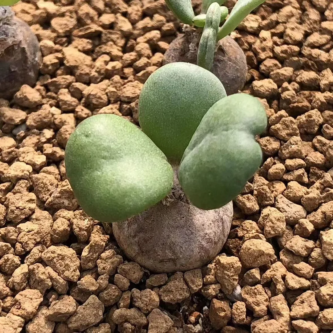 plant Aeonium Echeveria Haworthia  Caudex  Lithops Cactus  Agave 