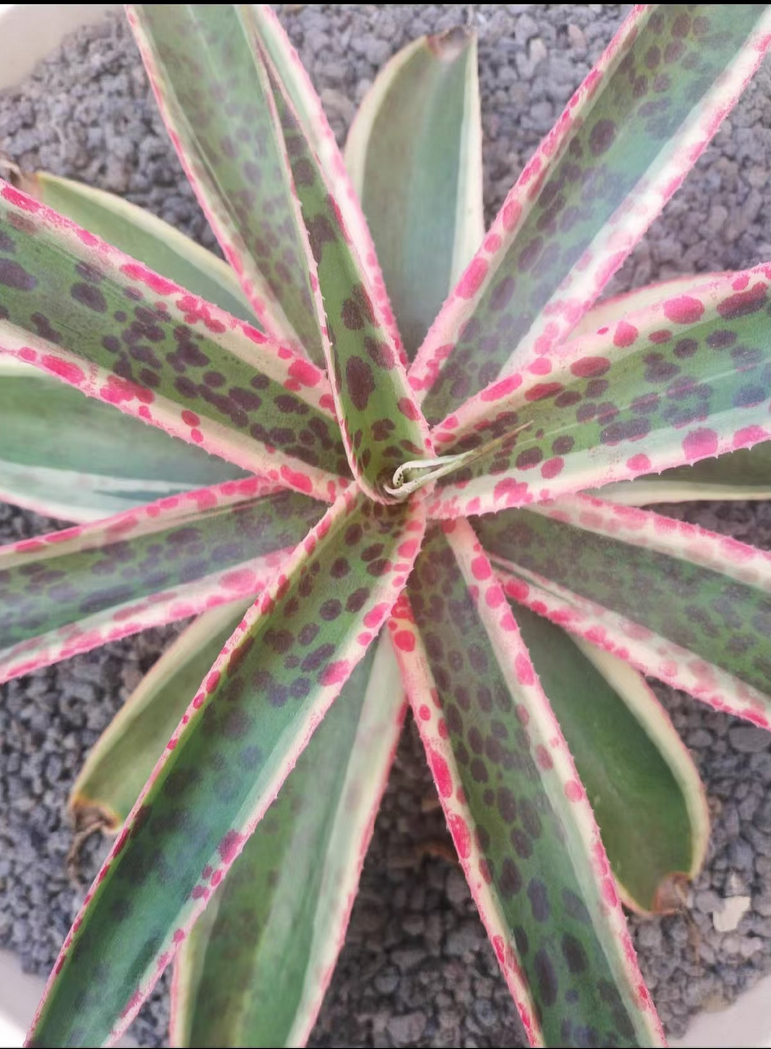 1067.Agave Titanota snow leopard 20cm/Agave plants / Succulent plants / Garden landscape / Carefully select healthy plants