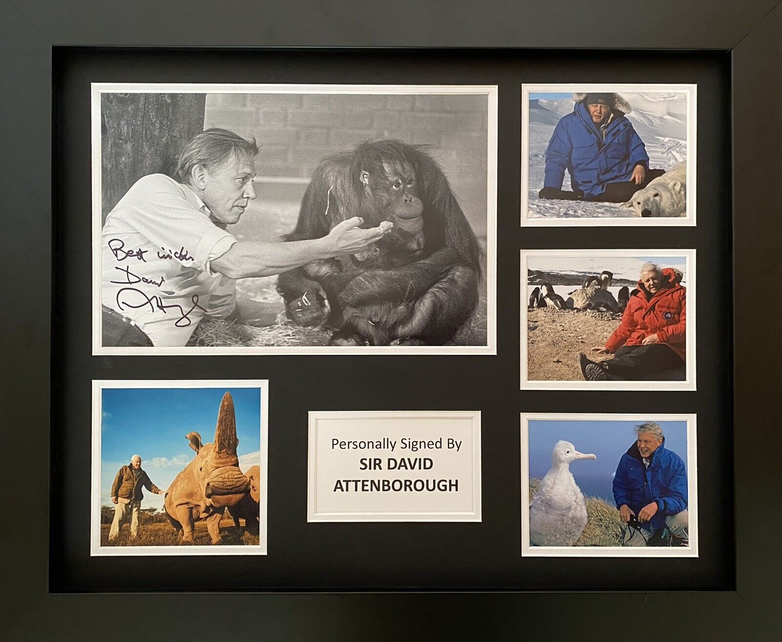 Sir David Attenborough Hand Signed Photo Poster painting In 20x16 Frame Display 4