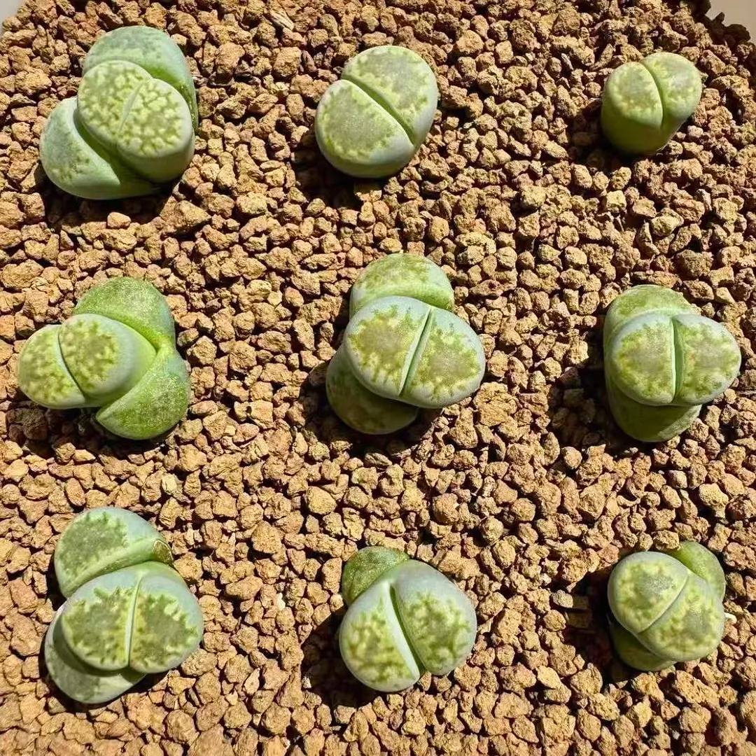 plant Aeonium Echeveria Haworthia  Caudex  Lithops Cactus  Agave 