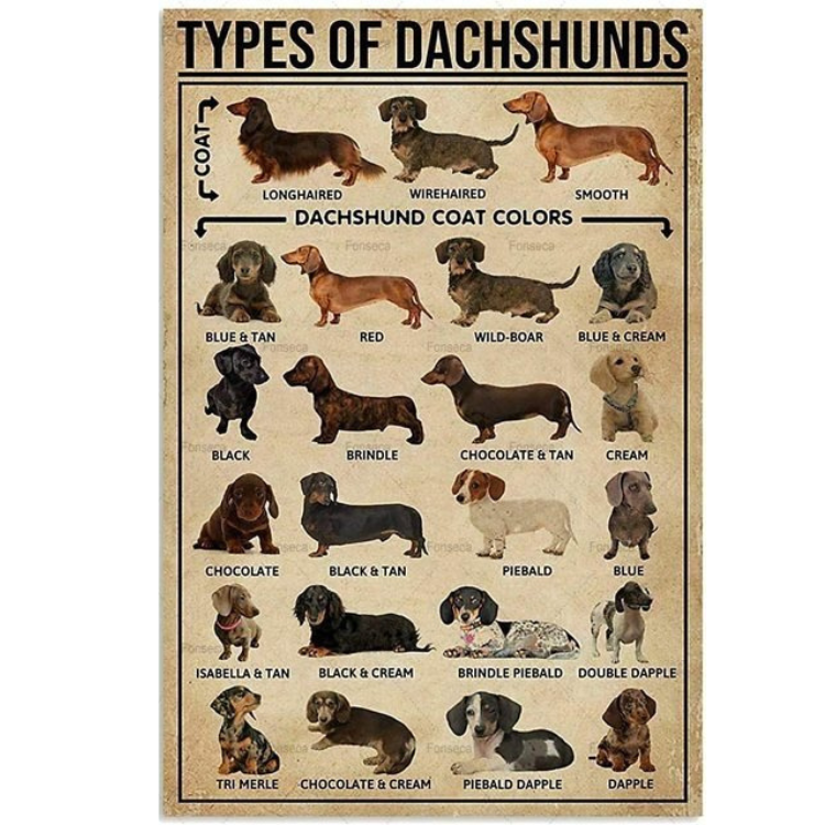 Dachshund Coat Colors - Vintage Tin Signs/Wooden Signs - 7.9x11.8in & 11.8x15.7in