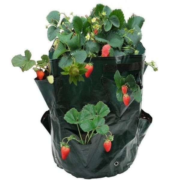 Strawberry planting bag