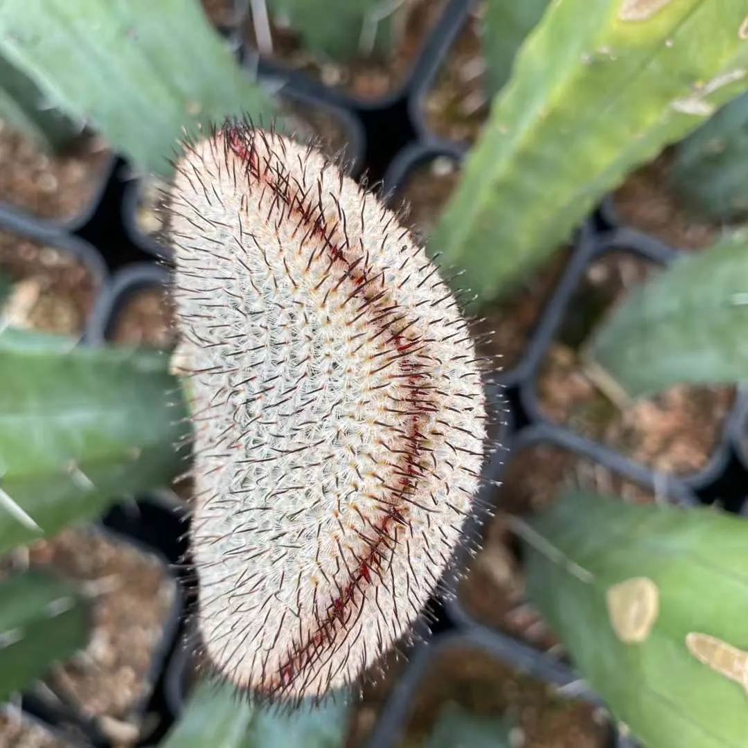 plant Aeonium Echeveria Haworthia  Caudex  Lithops Cactus  Agave 