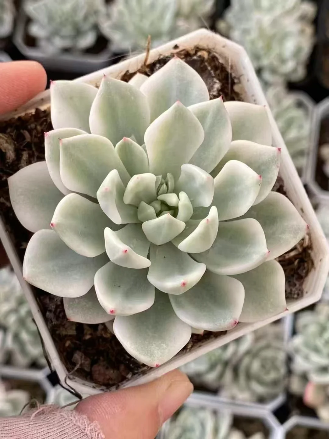 plant Aeonium Echeveria Haworthia  Caudex  Lithops Cactus  Agave 