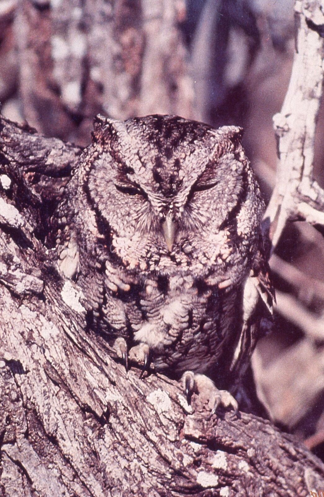 SCREECH OWL 35mm FOUND BIRD SLIDE Vintage COLOR Photo Poster painting 15 T 14 A